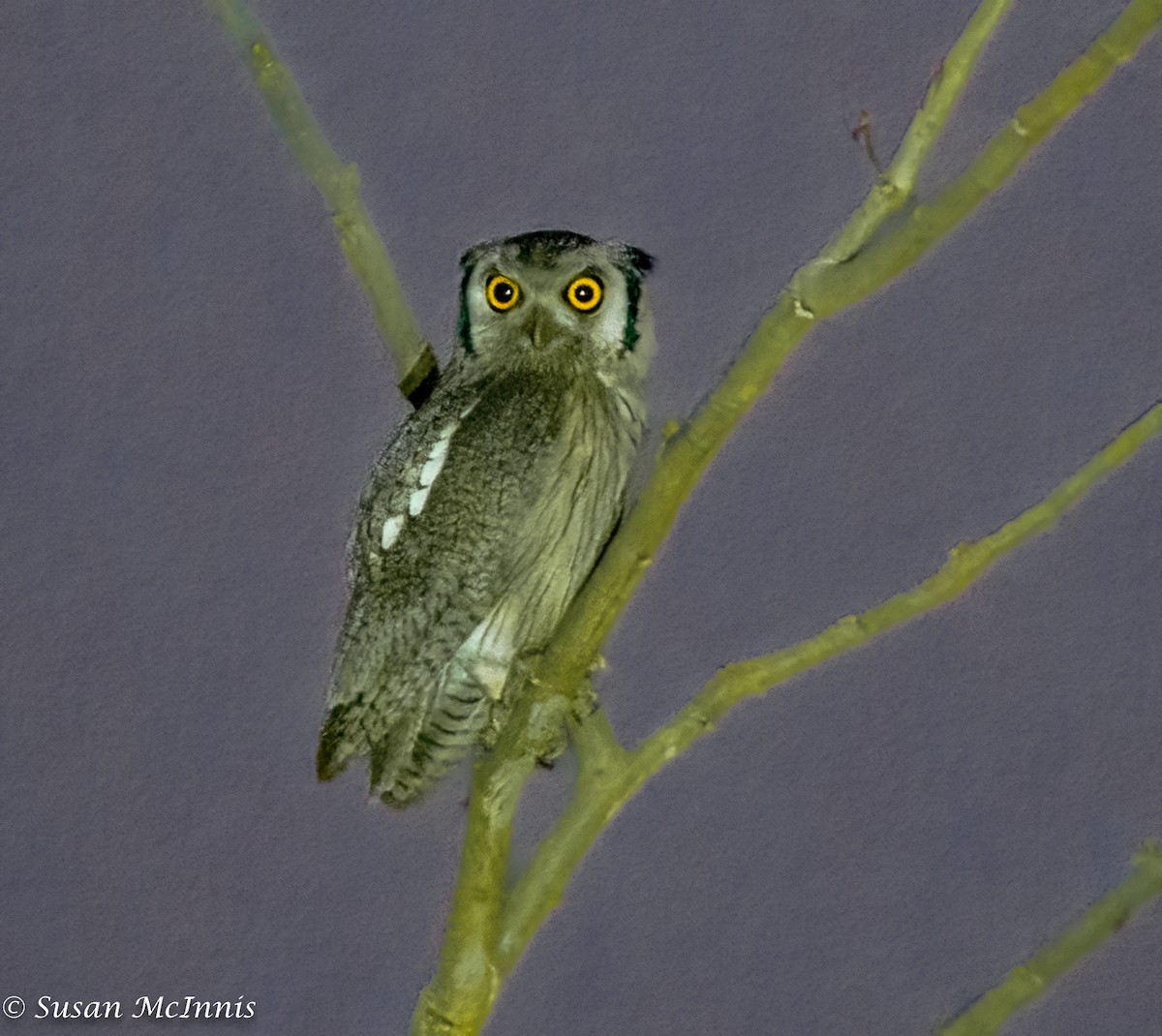 Northern White-faced Owl - ML436601511