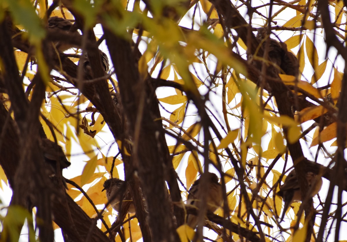 Picui Ground Dove - ML436601591