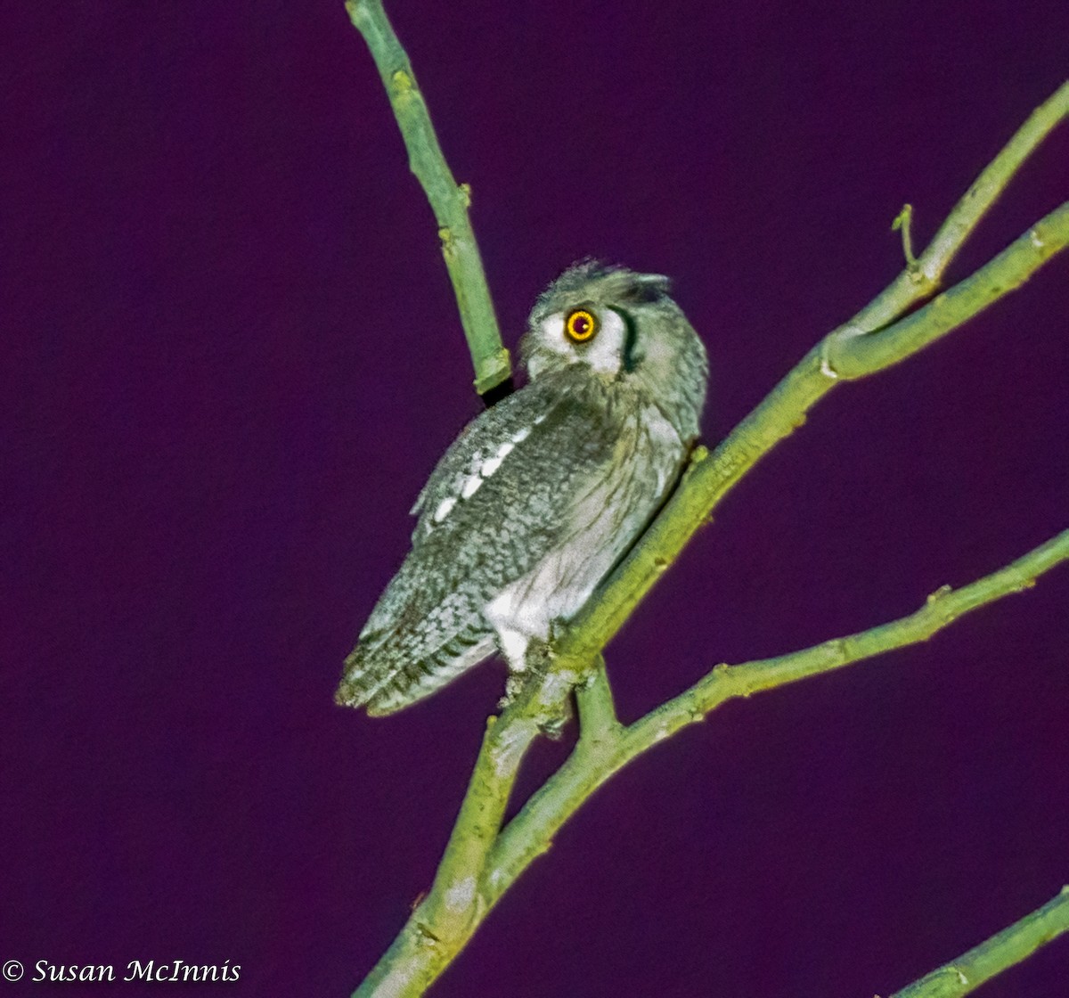 Northern White-faced Owl - ML436601911
