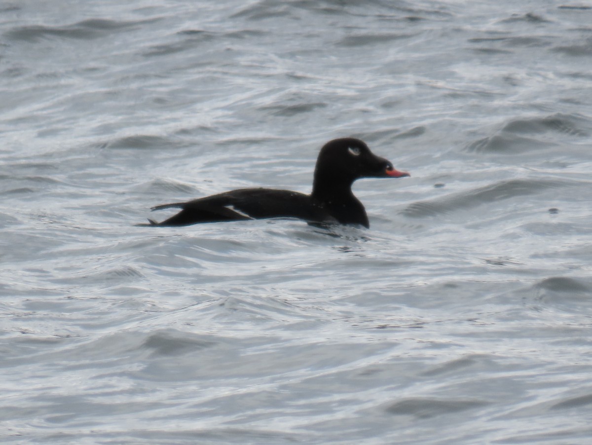 White-winged Scoter - ML436602711