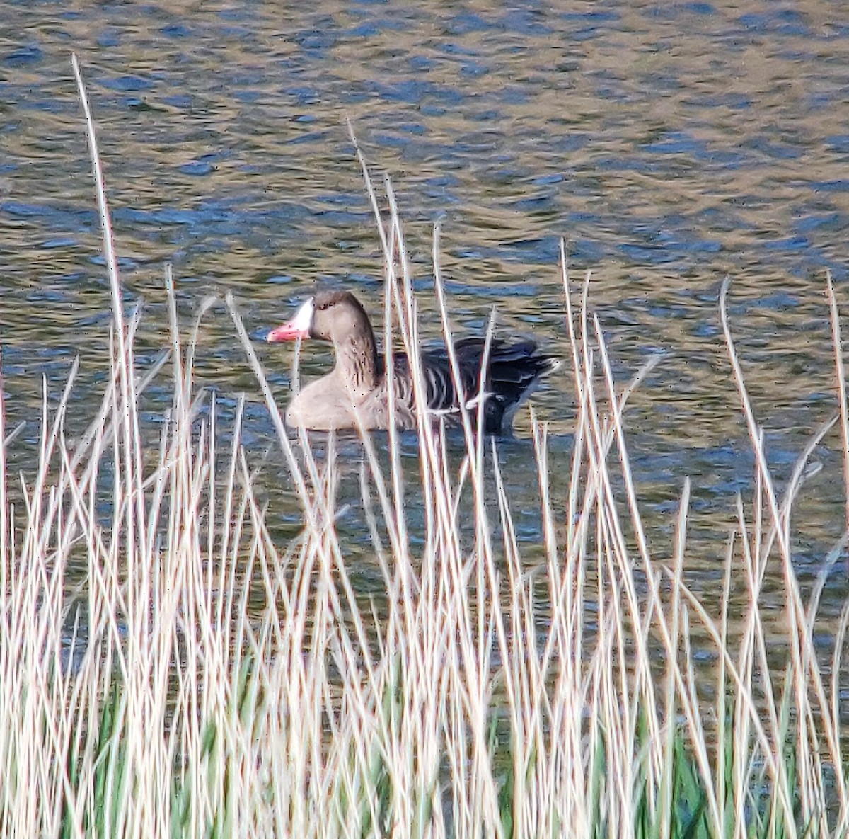 Greater White-fronted Goose - ML436603351