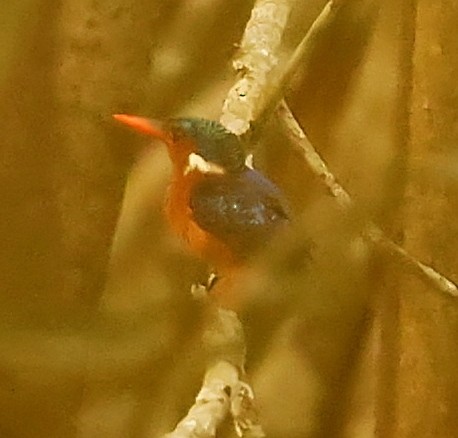 Malachite Kingfisher - Maciej  Kotlarski