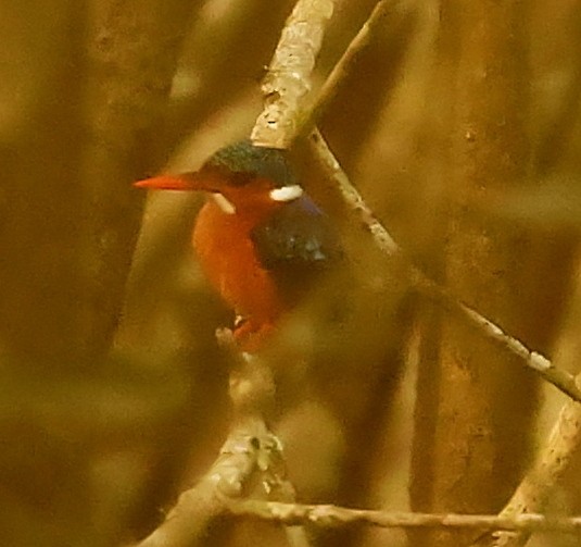 Malachite Kingfisher - ML436603541