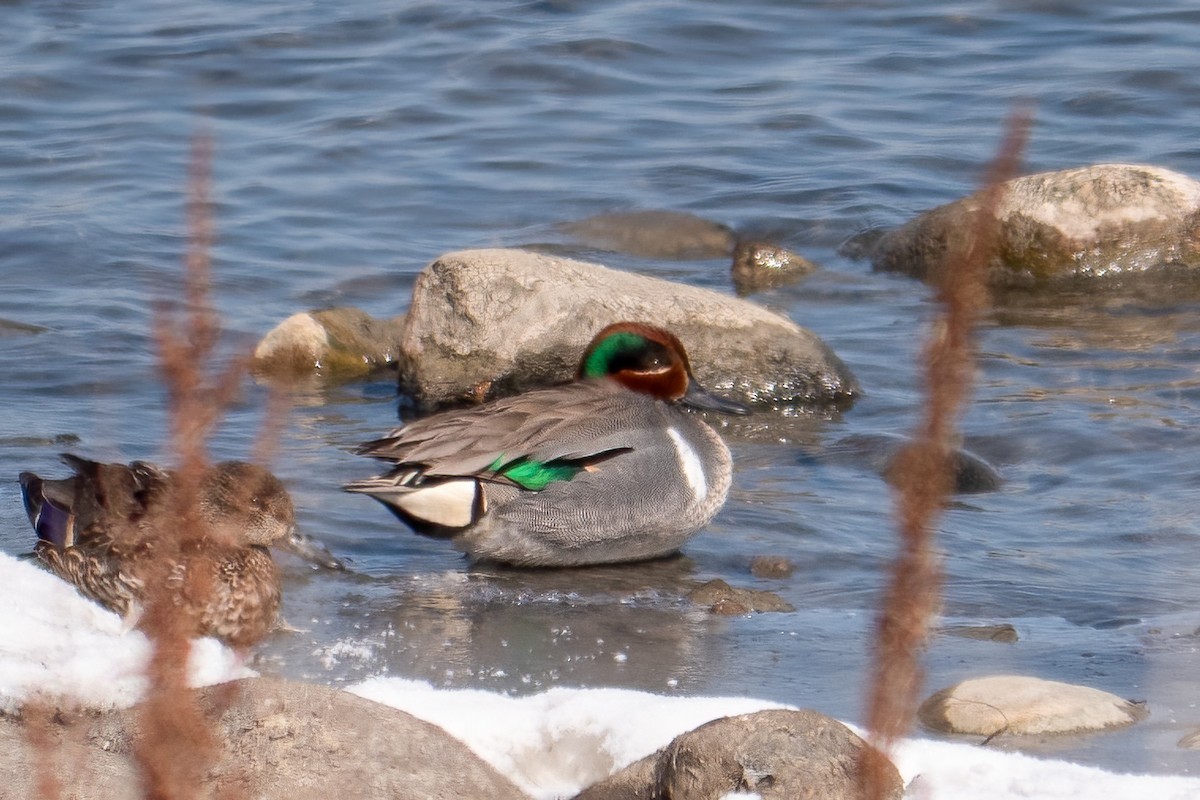 Green-winged Teal - ML436604171