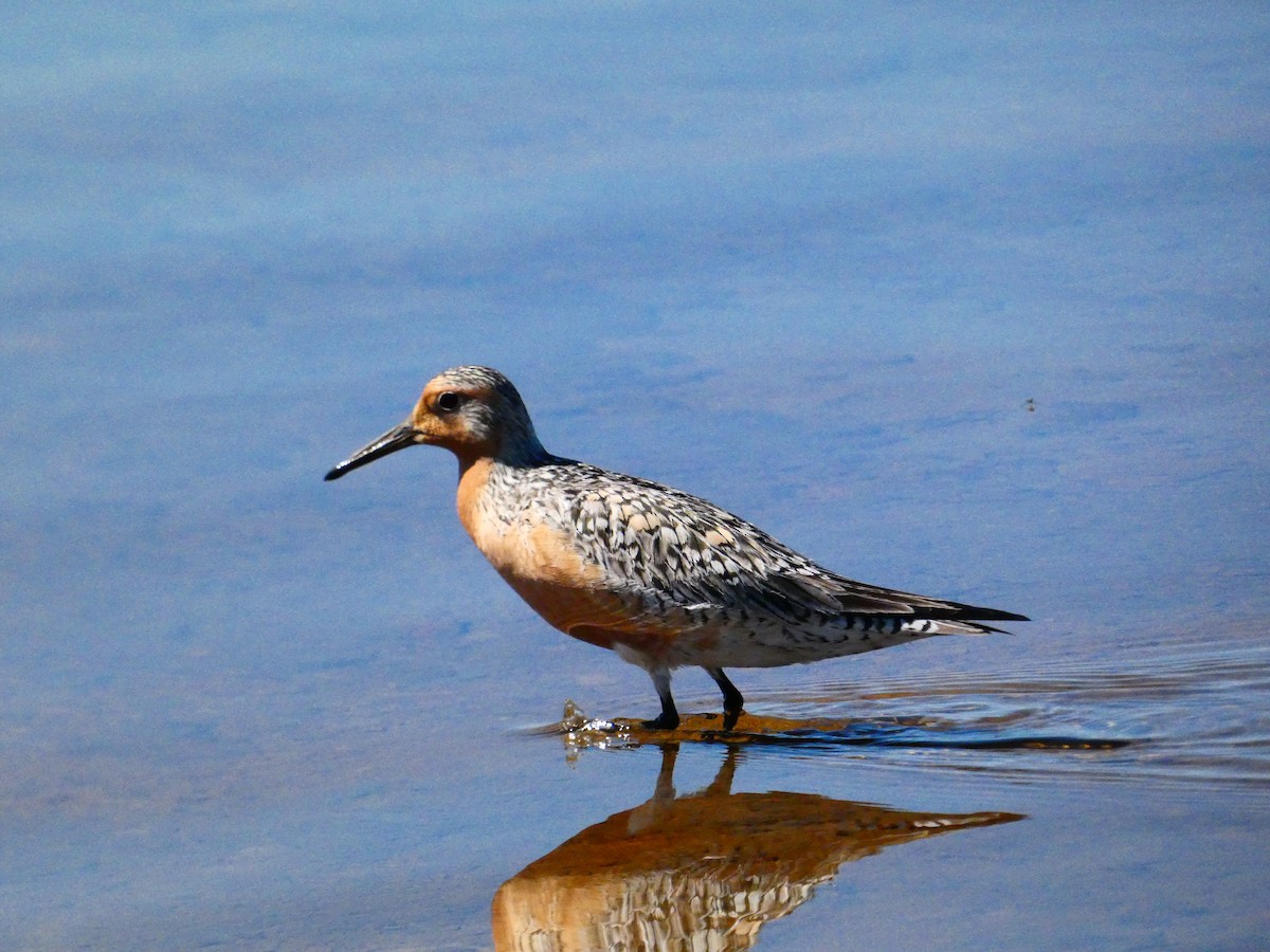 Red Knot - Cécile Plante