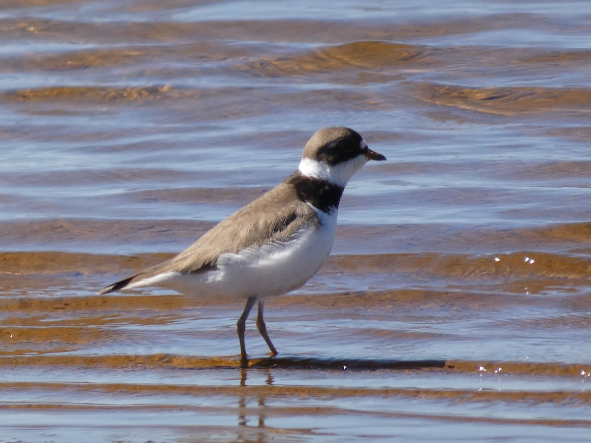 Semipalmated Plover - ML436606251