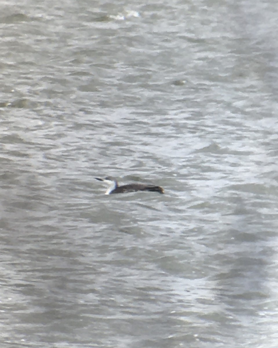Red-throated Loon - ML436606361