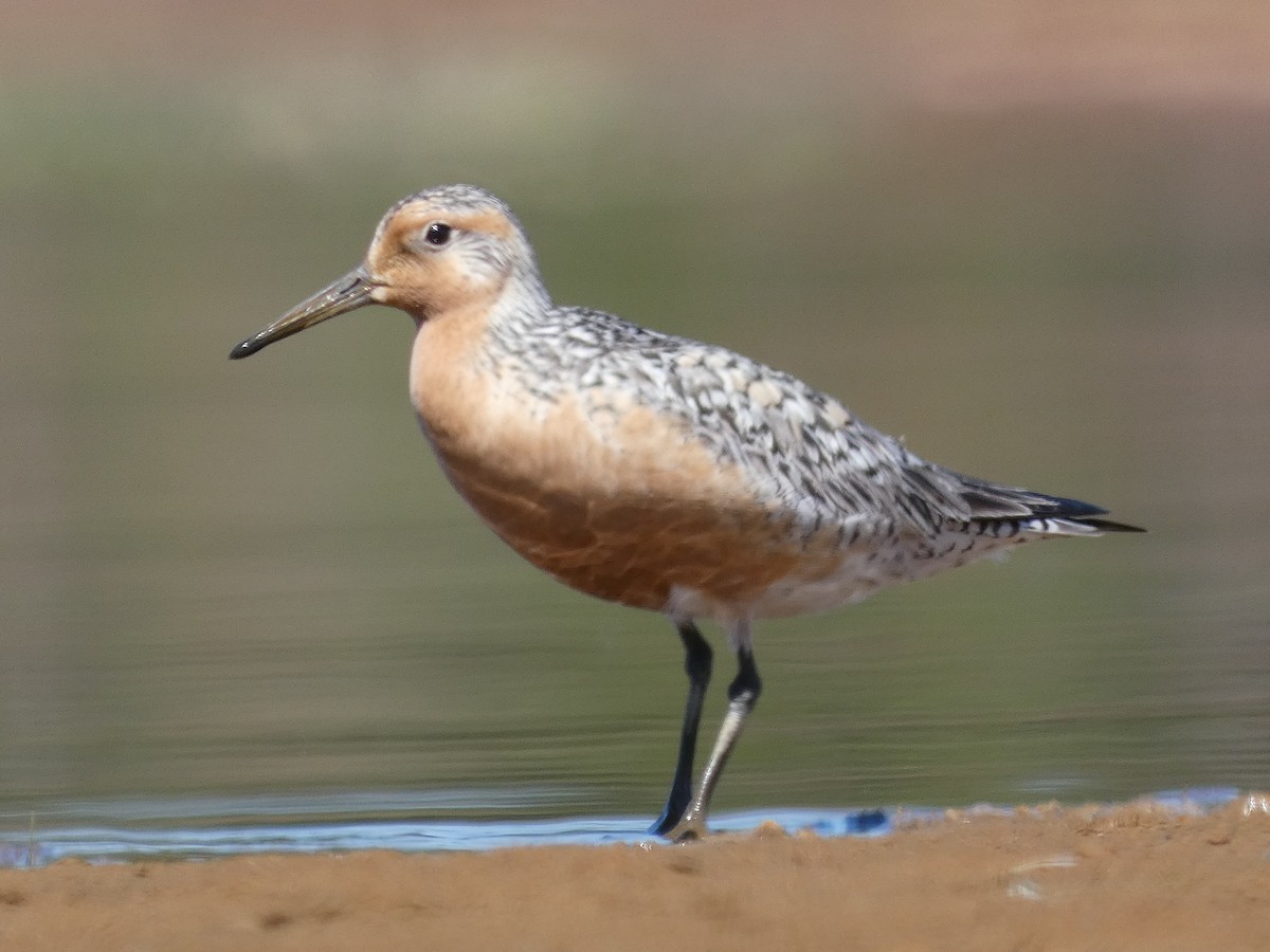 Red Knot - Cécile Plante