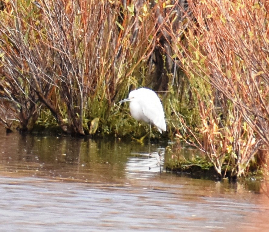 Snowy Egret - ML436608481