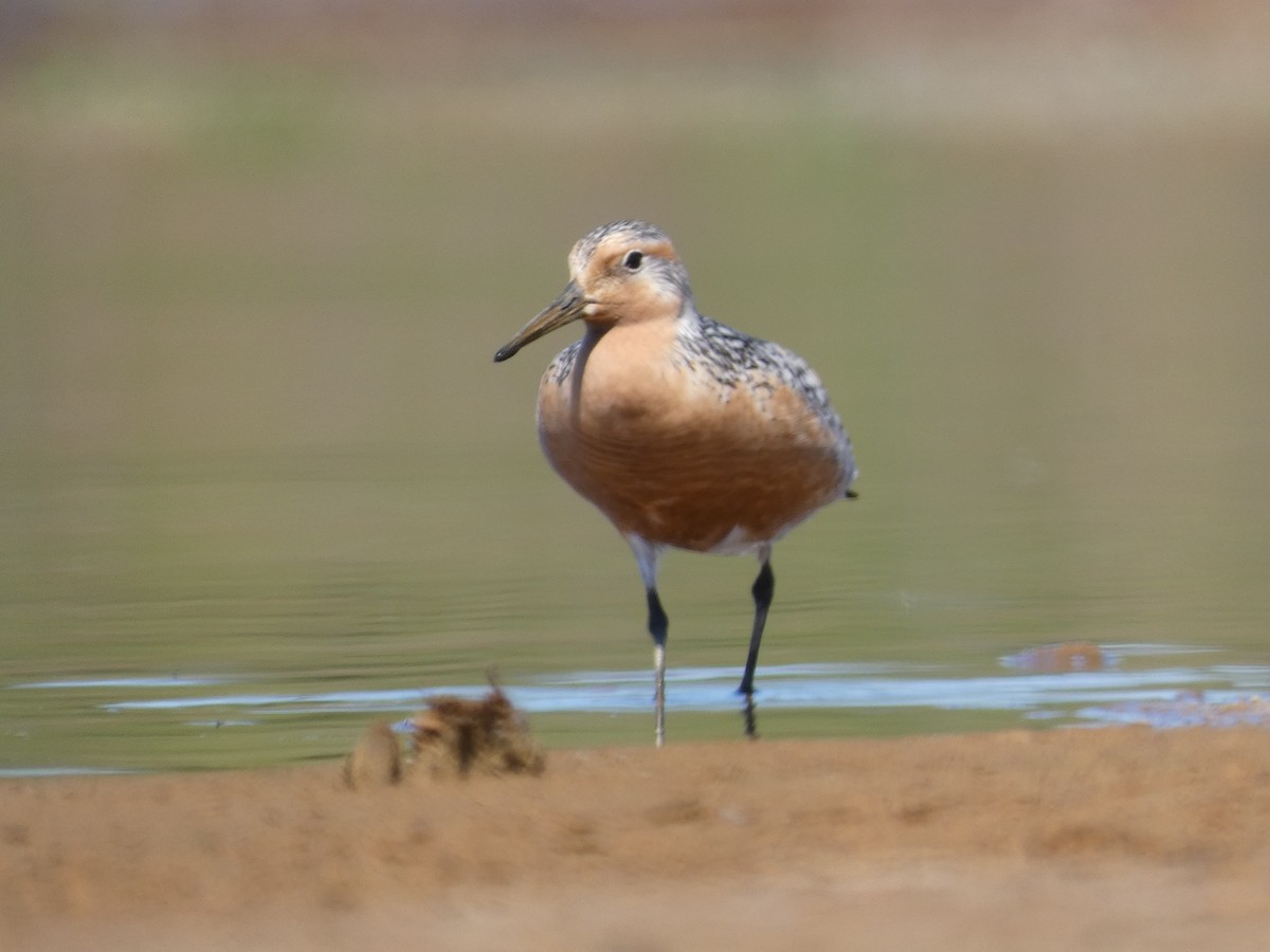 Red Knot - ML436608531