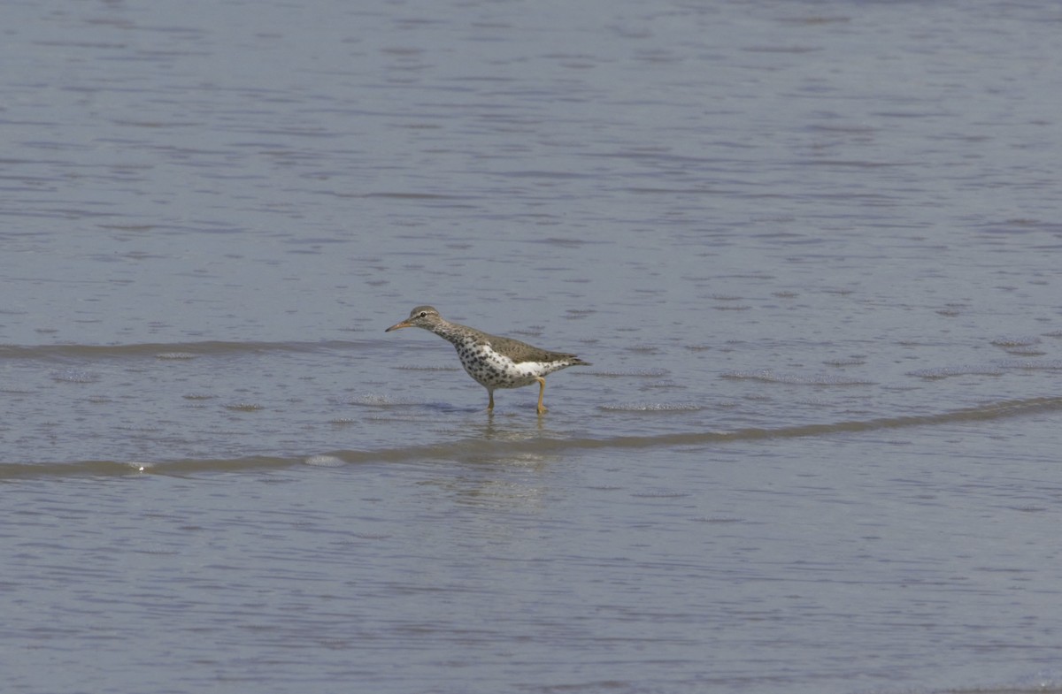 Spotted Sandpiper - ML436609631