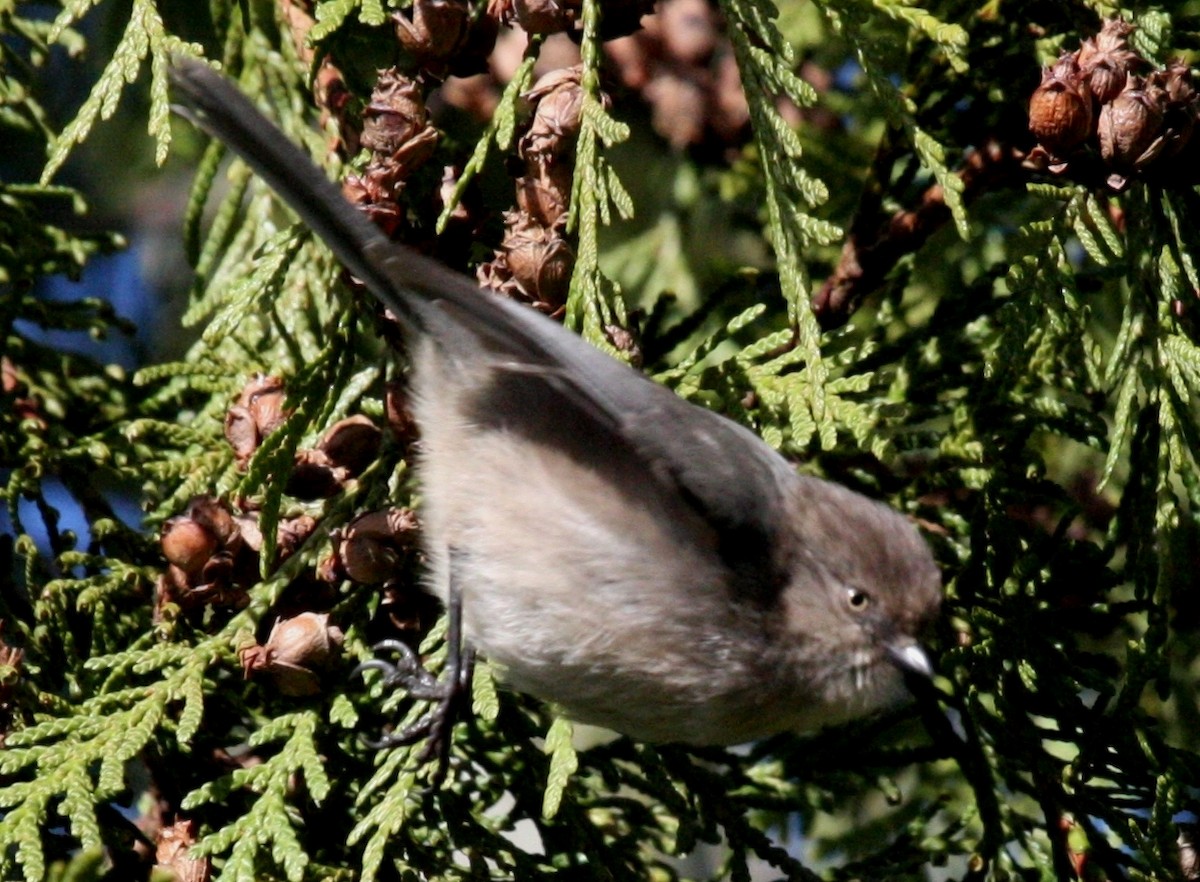 Bushtit - ML43661011