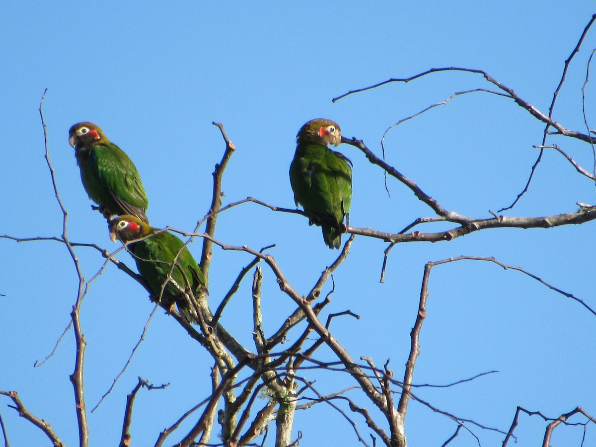 Brown-hooded Parrot - ML436611061