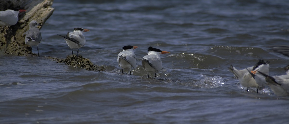Royal Tern - Yasser Calderon ( The Moskitia Expeditions)