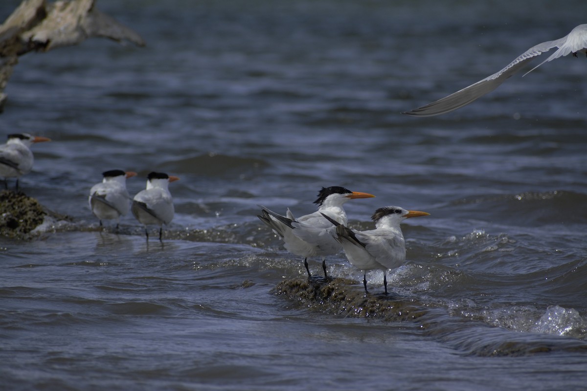 Royal Tern - Yasser Calderon ( The Moskitia Expeditions)