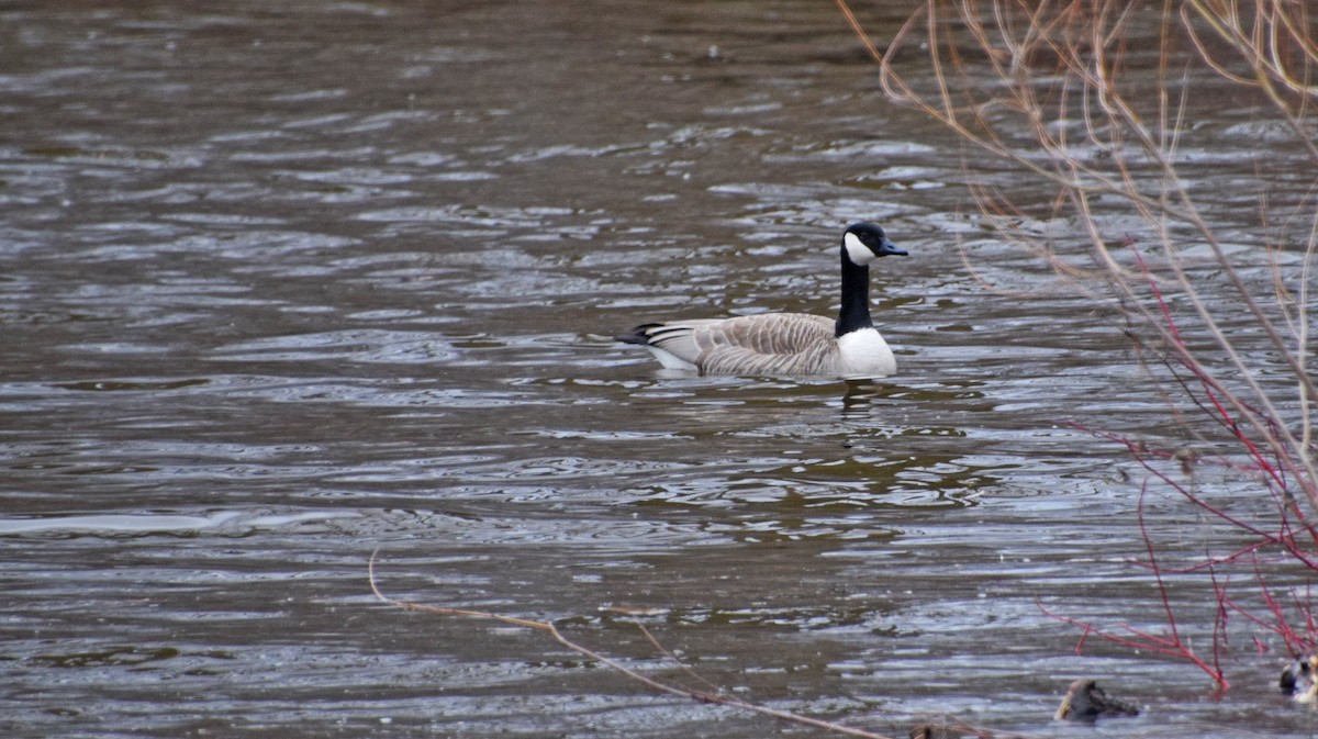 Canada Goose - ML436611221