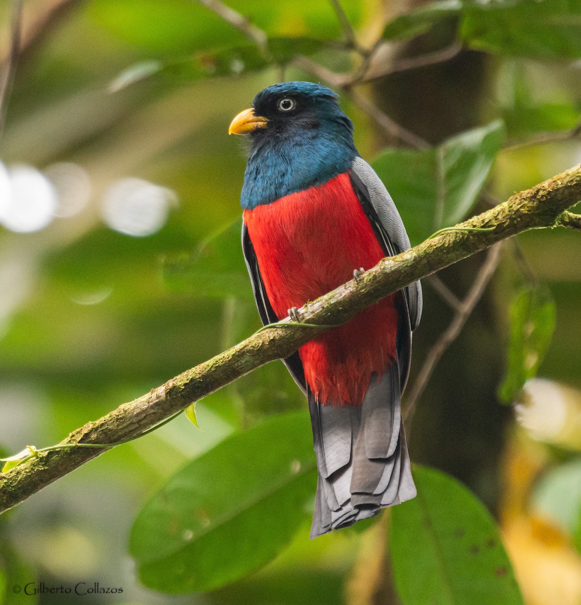 Blue-tailed Trogon - ML436611251