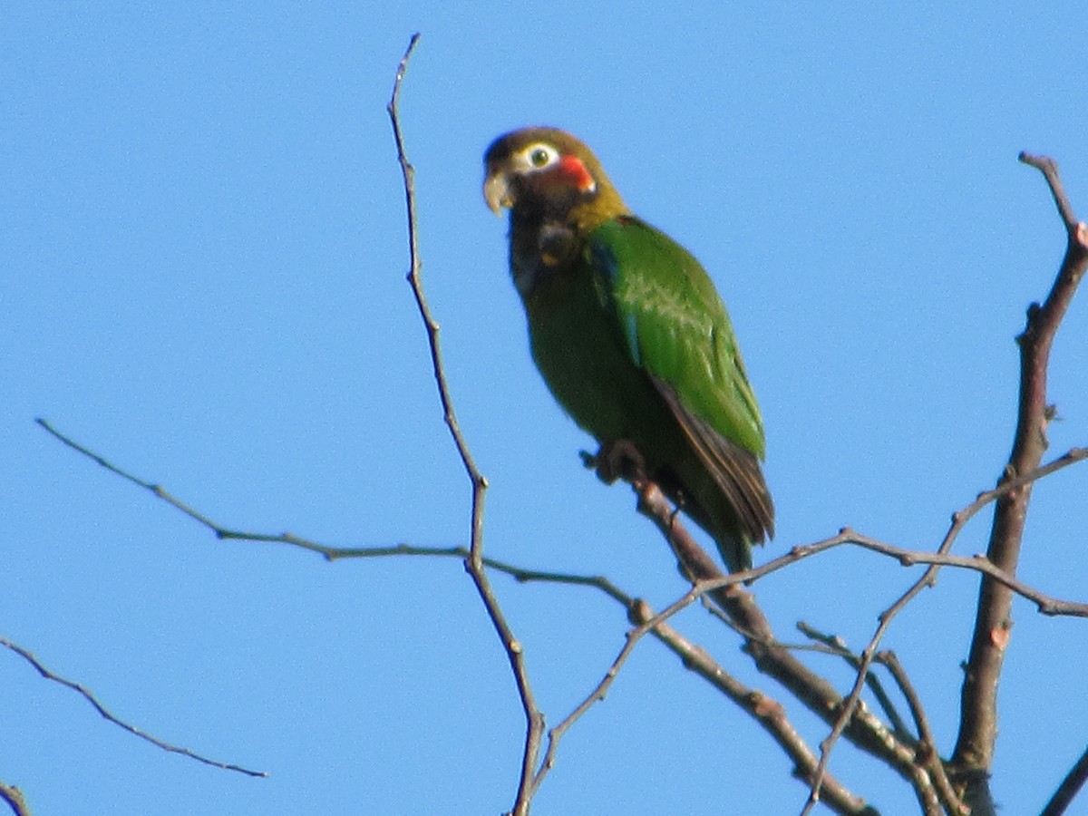 Brown-hooded Parrot - Sally Bergquist