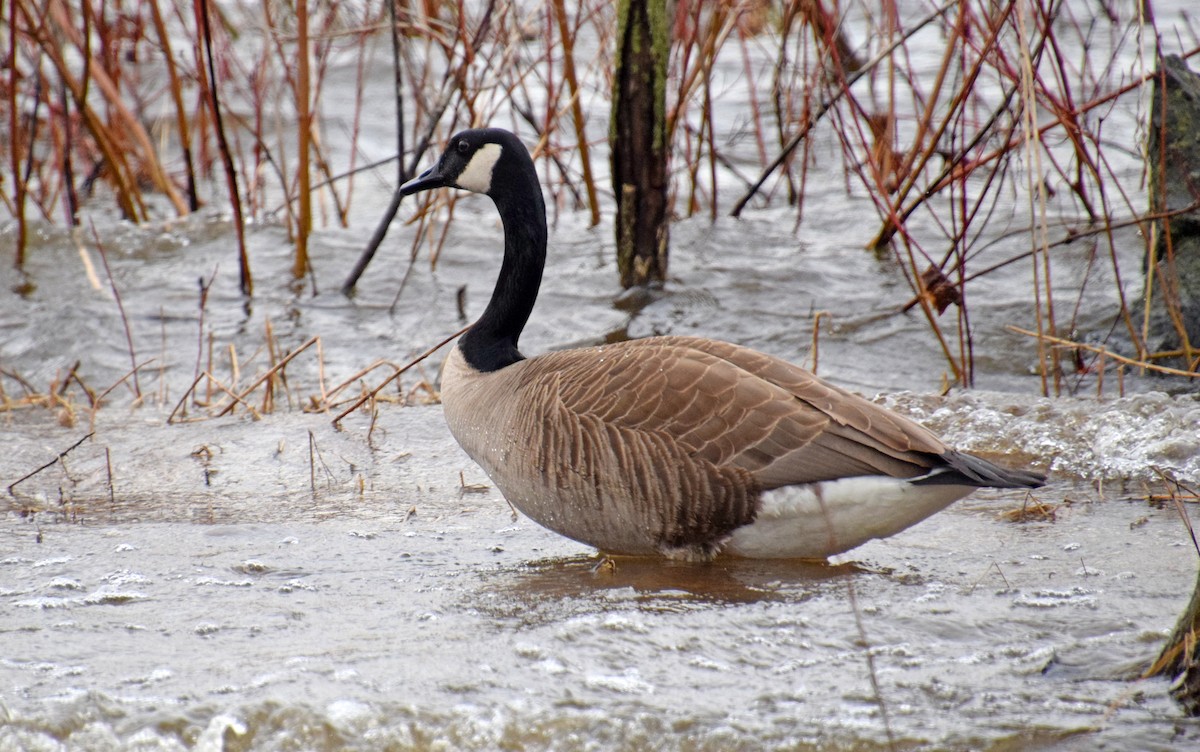 Canada Goose - ML436611301