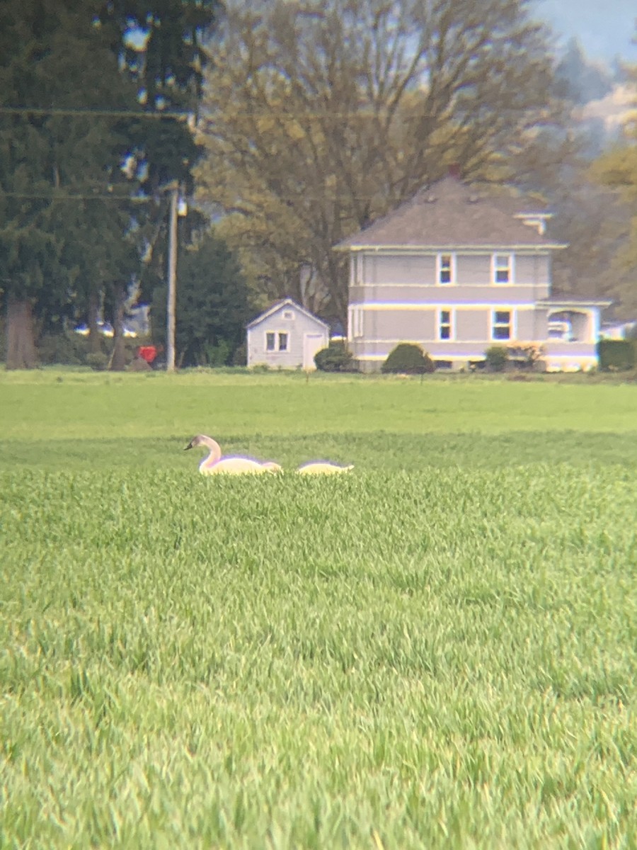 Cygne trompette - ML436611651