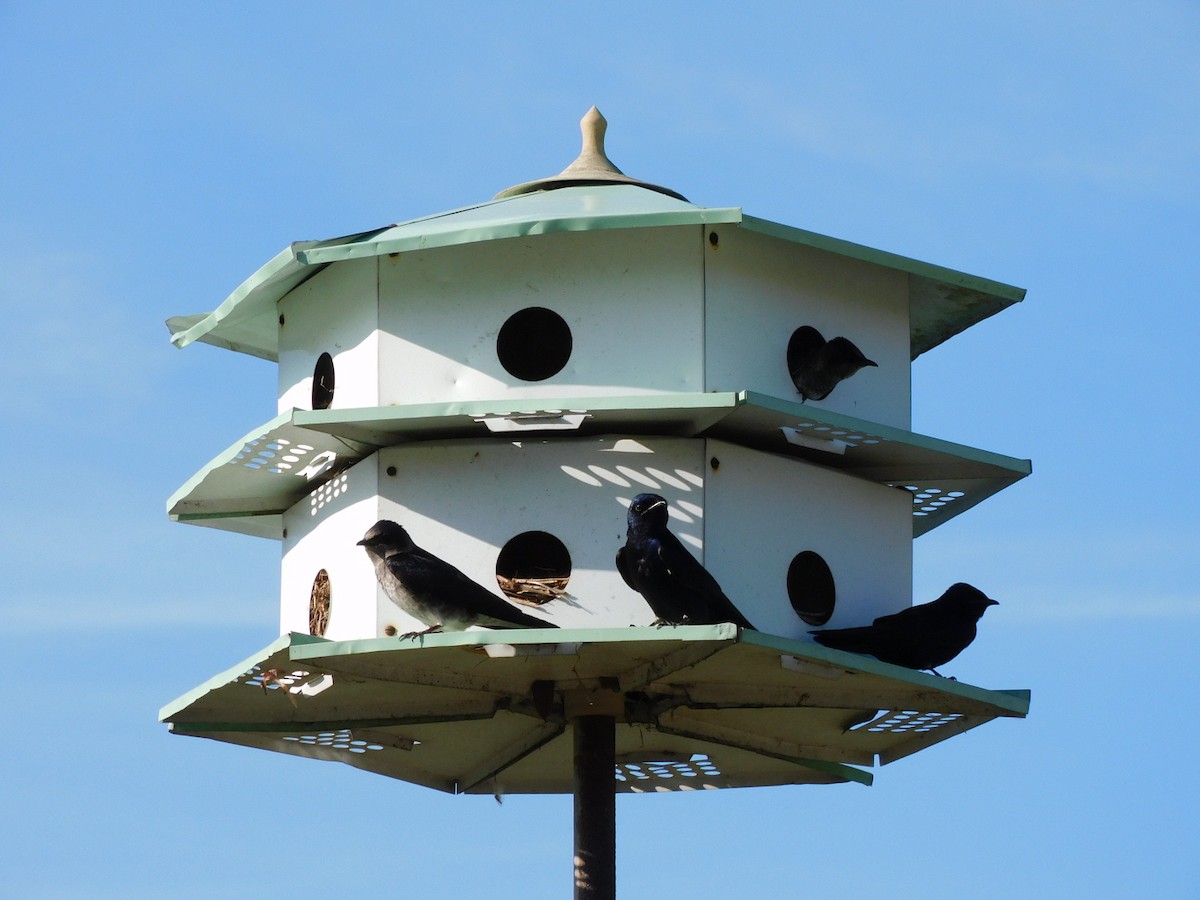 Purple Martin - ML436612121