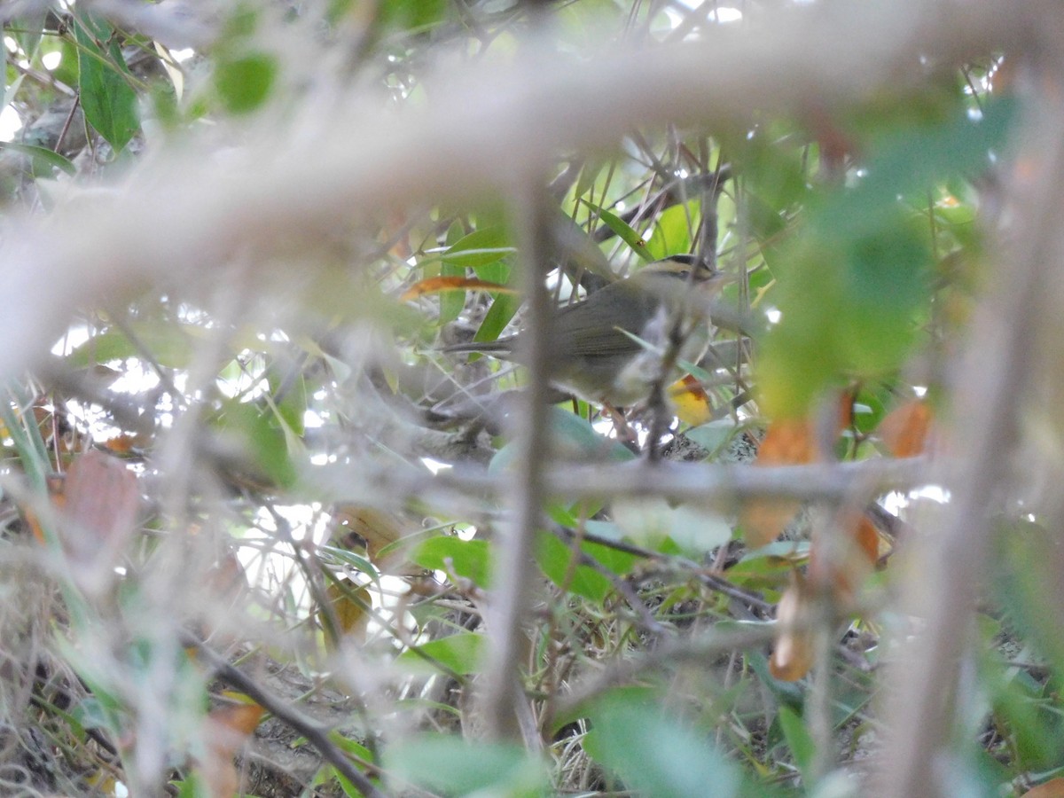 Worm-eating Warbler - ML436612161