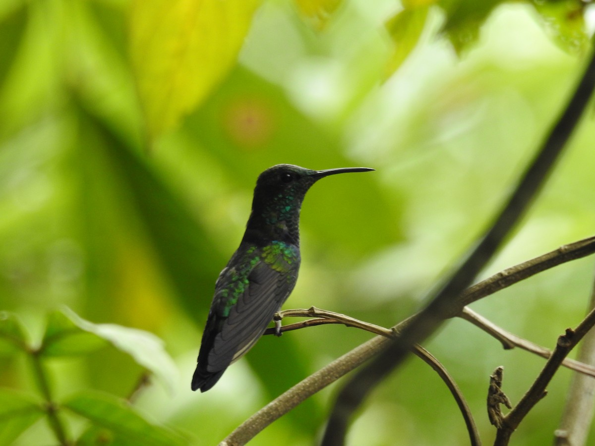 Fork-tailed Woodnymph - ML436612691