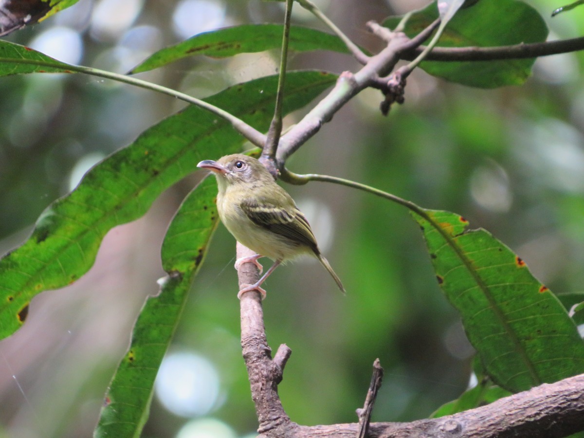 Southern Bentbill - ML436613421