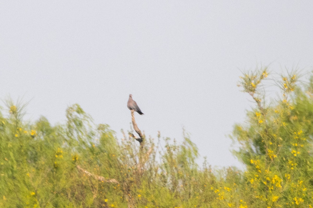 Red-billed Pigeon - ML436613521