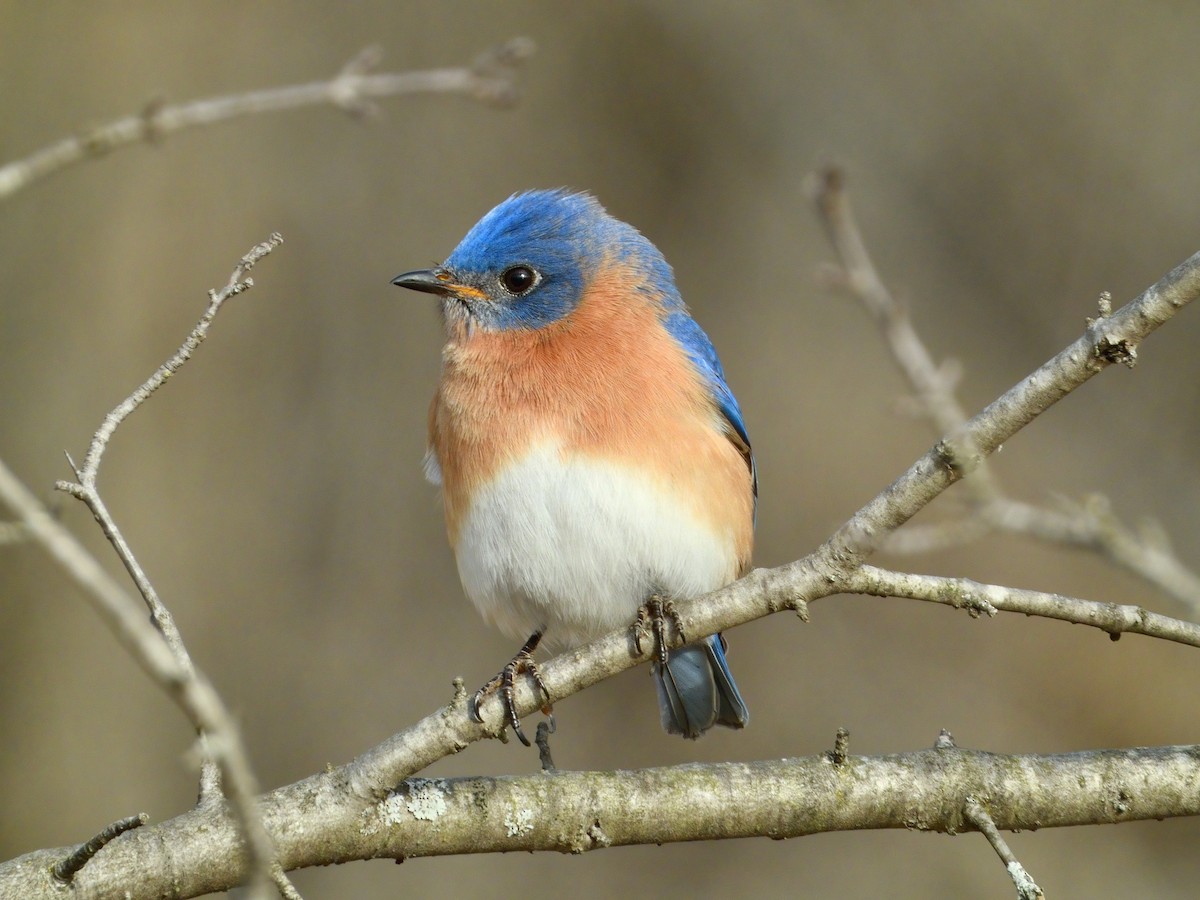 Eastern Bluebird - ML436614831