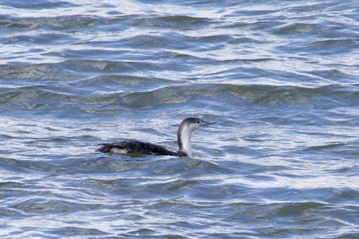 Red-throated Loon - Loyan Beausoleil