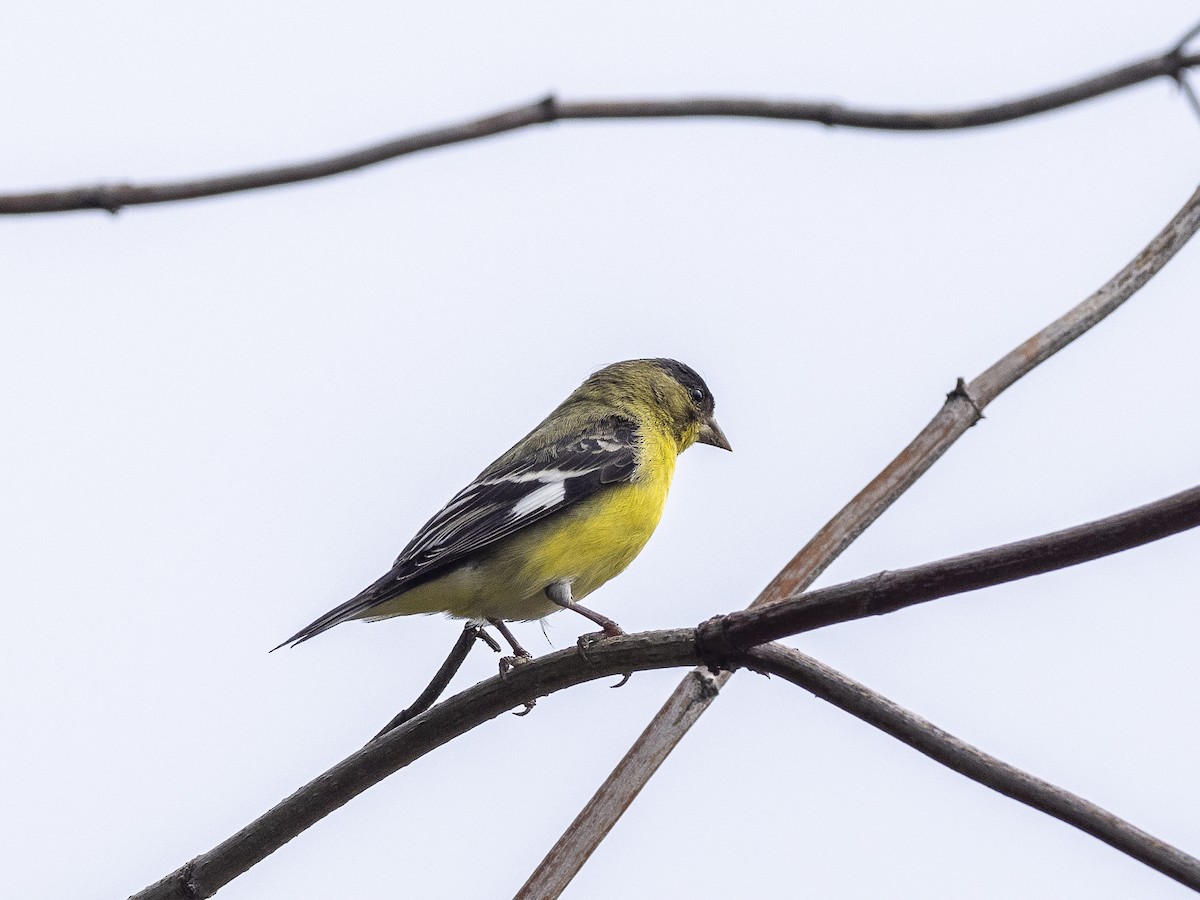 Lesser Goldfinch - ML436616741