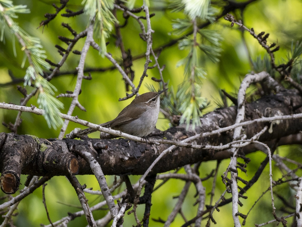 Bewick's Wren - ML436617401