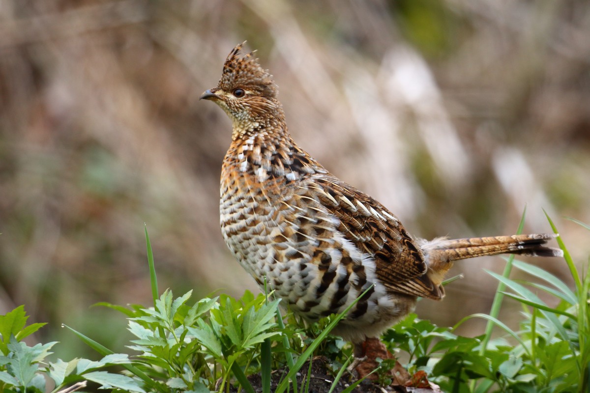 Ruffed Grouse - Robert Johnson