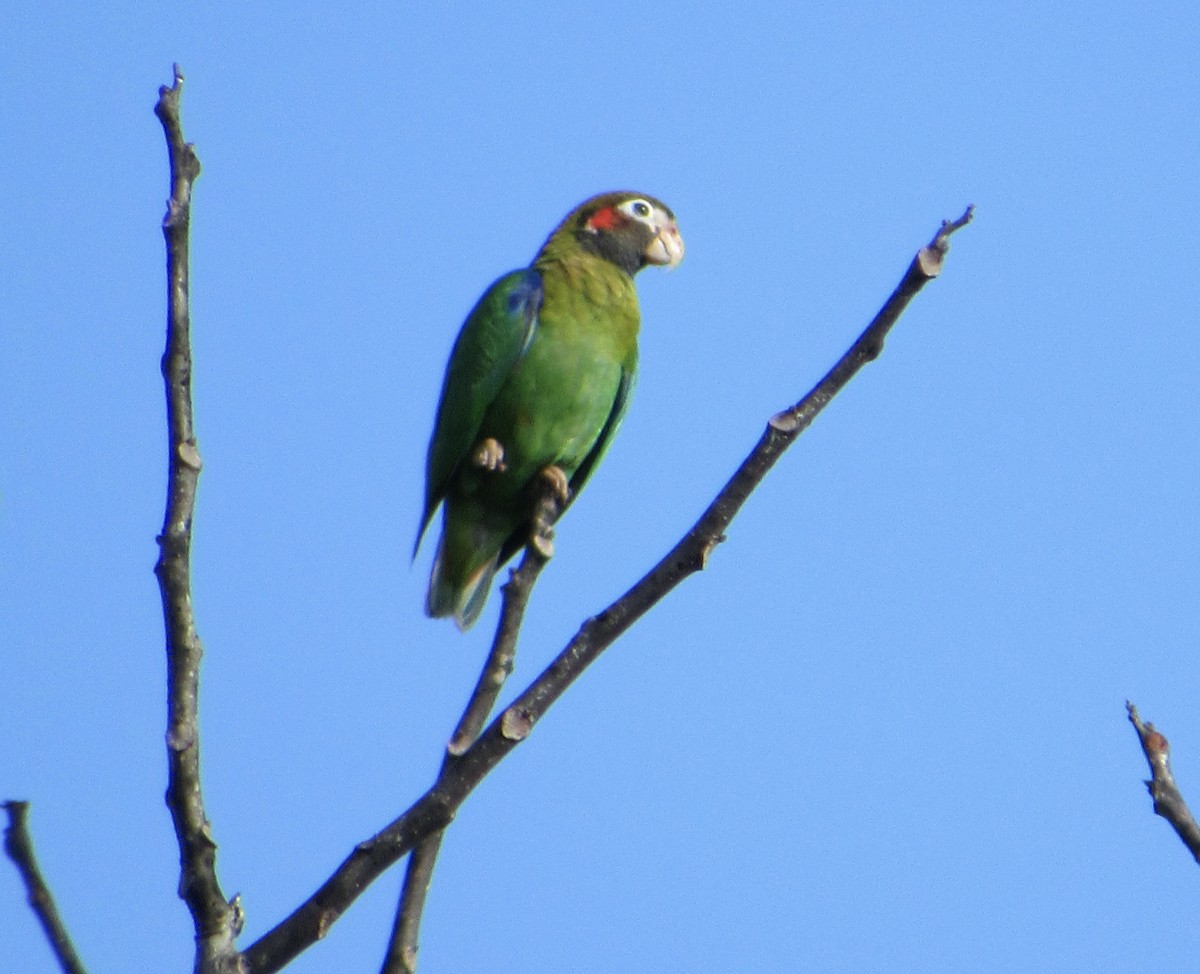 Brown-hooded Parrot - Sally Bergquist