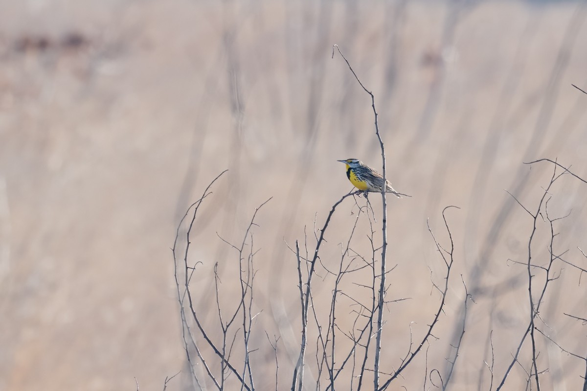 Eastern Meadowlark - ML436617891