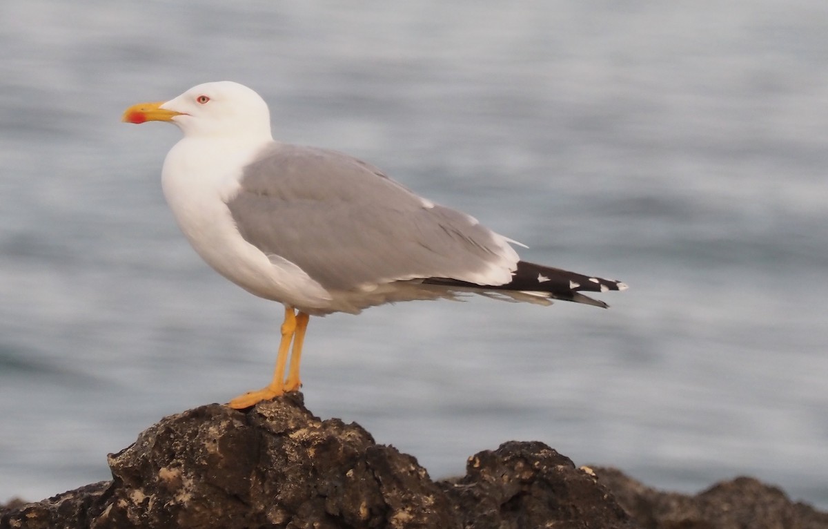 Yellow-legged Gull - Ray O'Reilly