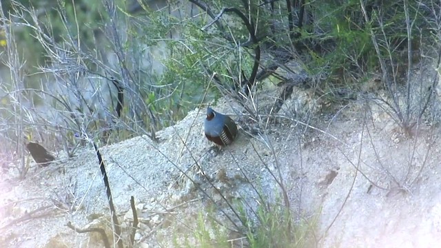 Mountain Quail - ML436620661