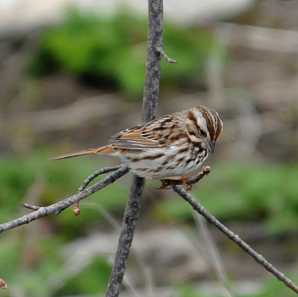 Song Sparrow - ML436621611