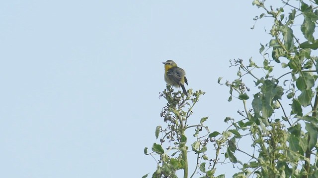 Yellow-breasted Chat x Hooded Oriole (hybrid) - ML436622031