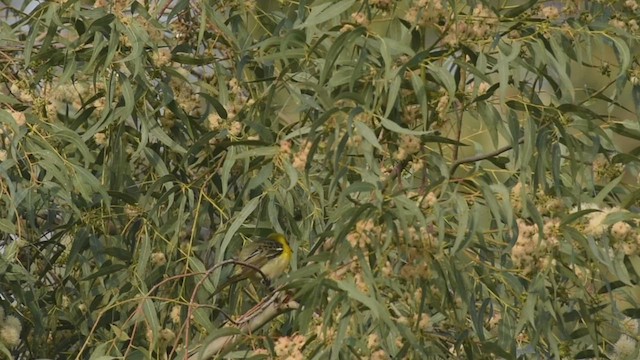 Yellow-breasted Chat x Hooded Oriole (hybrid) - ML436623231