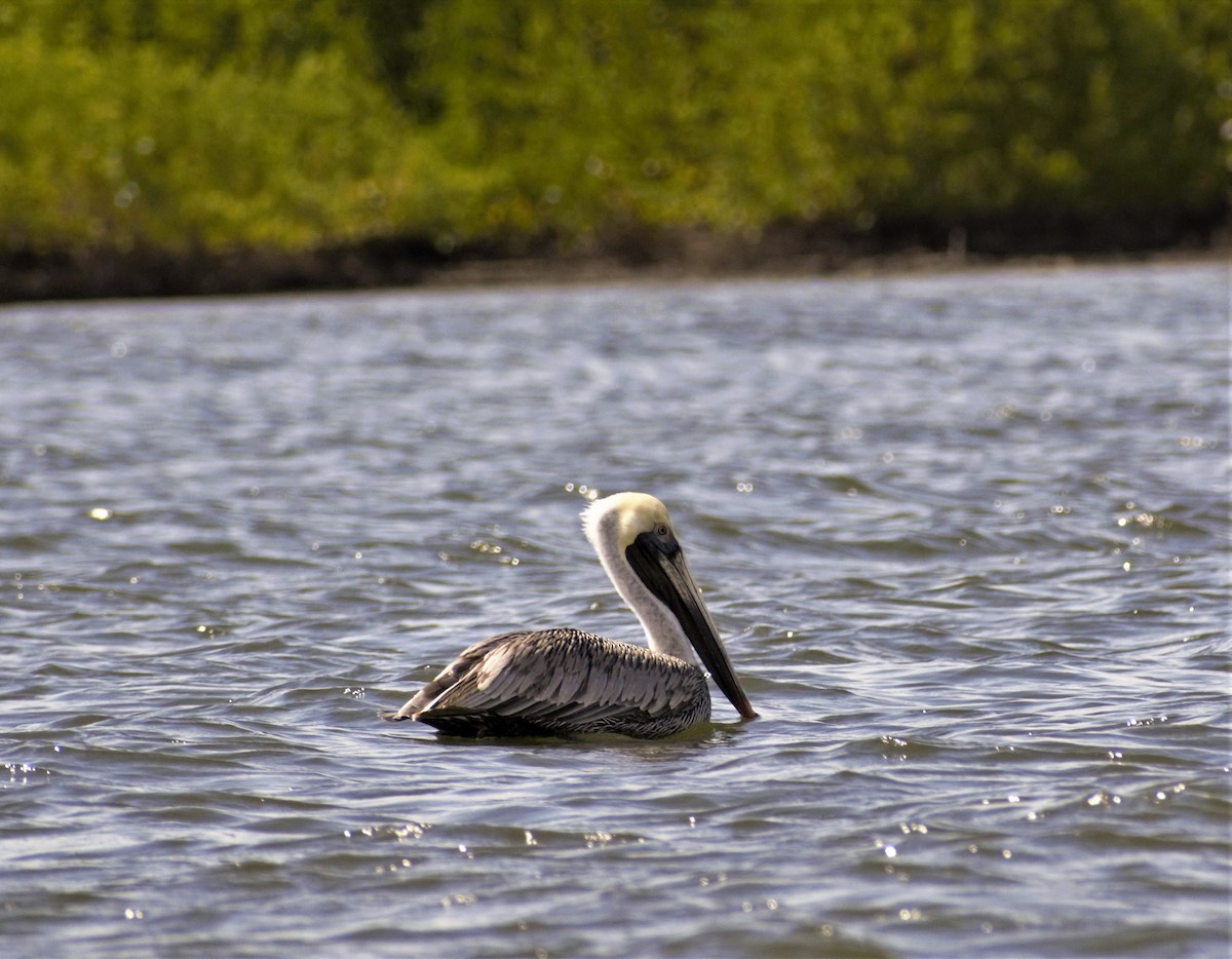 Brown Pelican - ML436624281