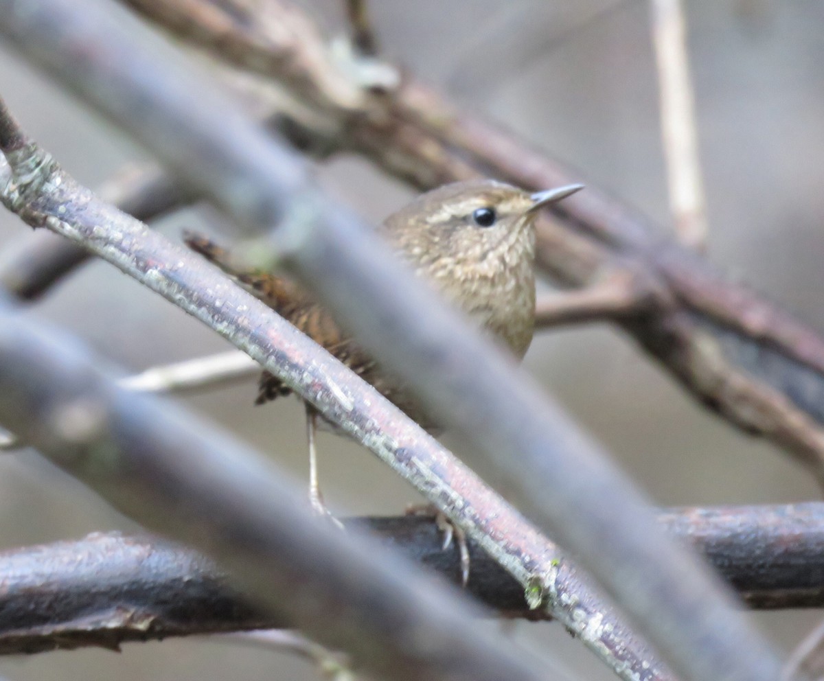 Pacific Wren - ML43662481