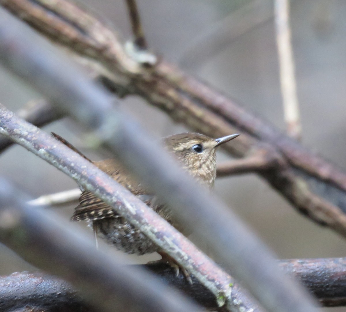 Pacific Wren - ML43662491