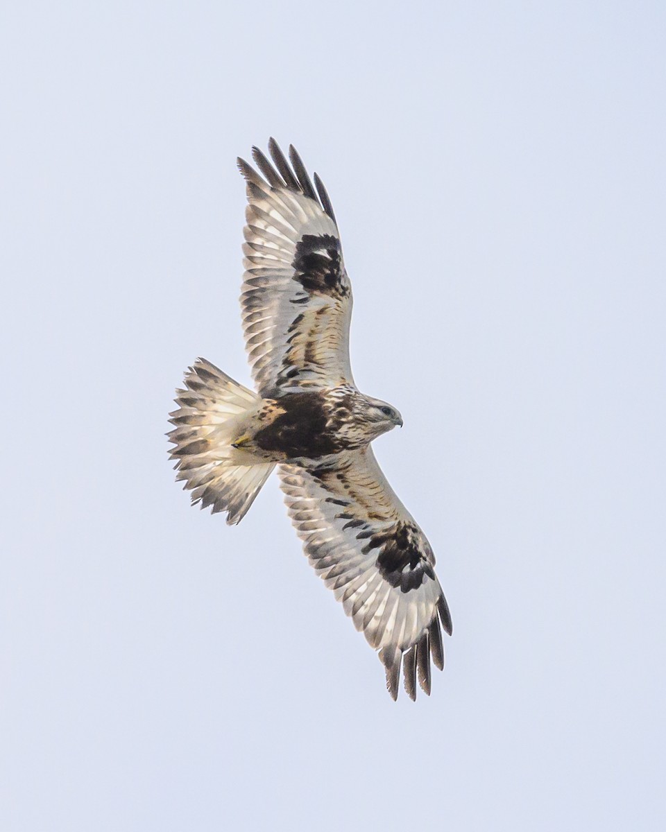 Rough-legged Hawk - Simon Villeneuve