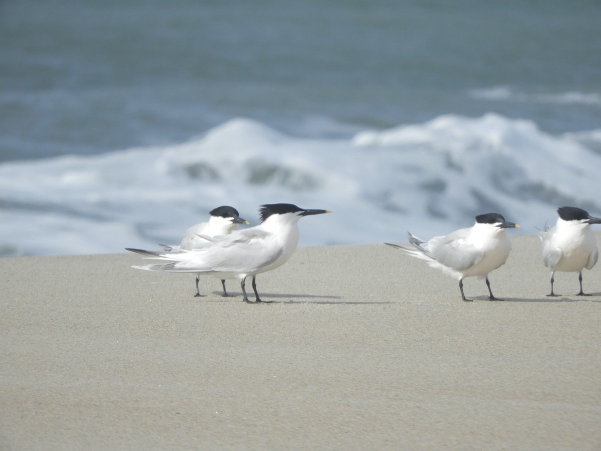 Sandwich Tern - ML436626251