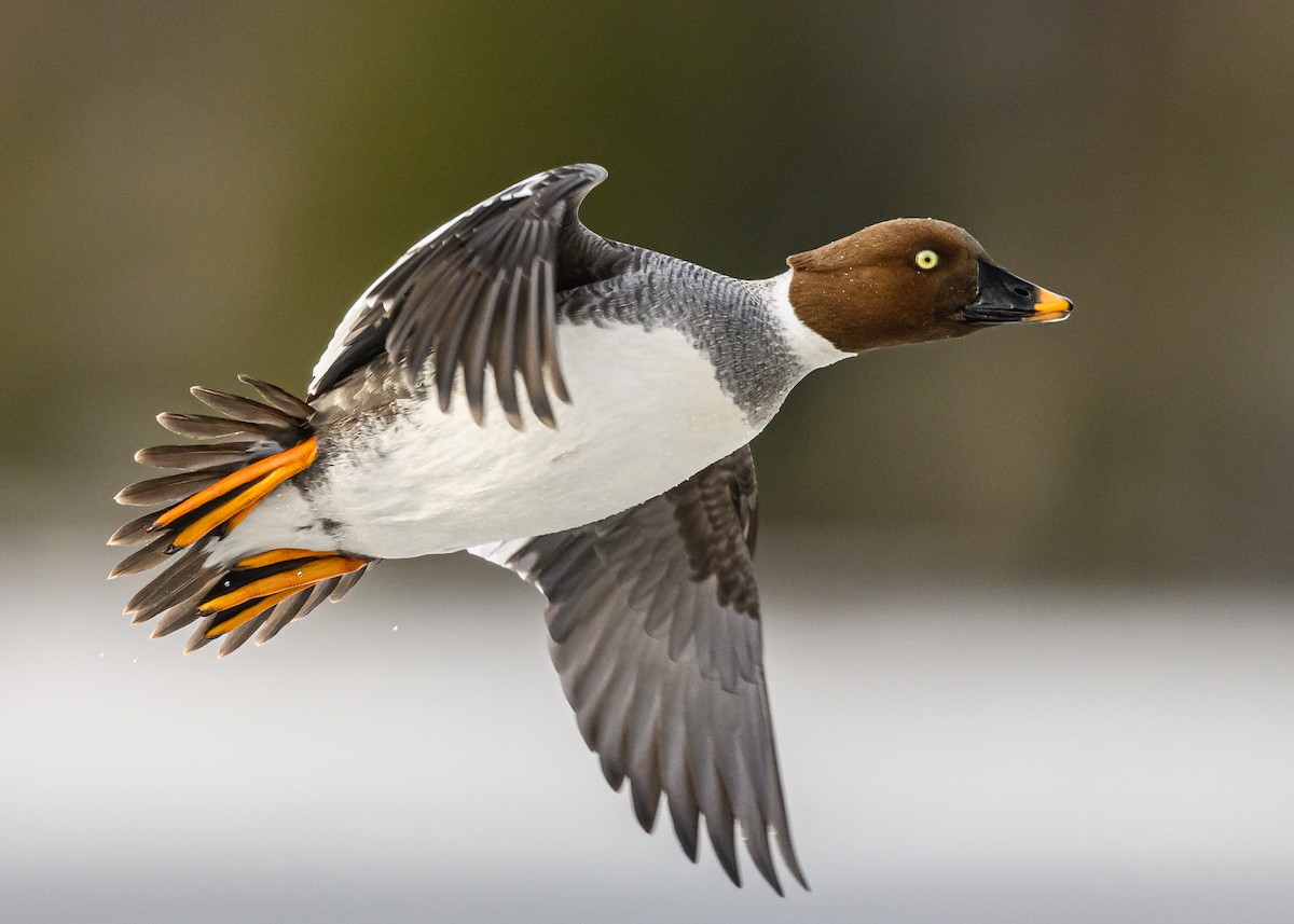Common Goldeneye - ML436626521