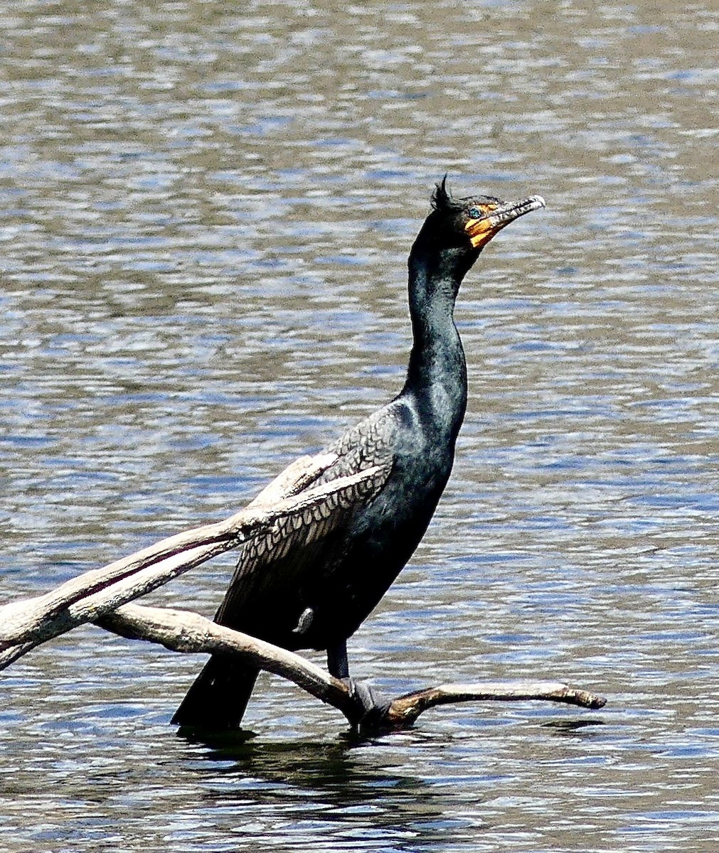 Double-crested Cormorant - Russell Taylor