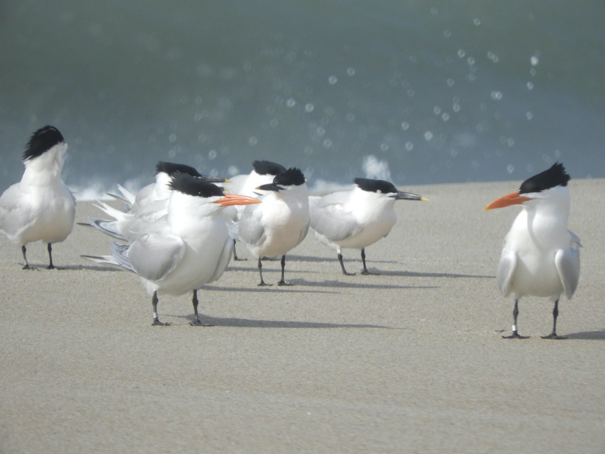 Sandwich Tern - ML436627131