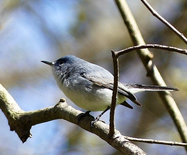 Blue-gray Gnatcatcher - Russell Taylor